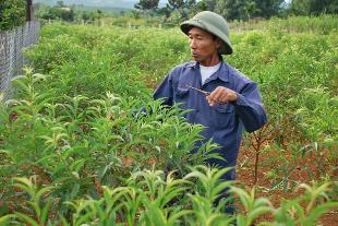 Cho thuê cây cảnh nội thất văn phòng, cho thuê cây cảnh văn phòng, cho thuê cây văn phòng, cho thuê và chăm sóc cây cảnh, chăm sóc cây cảnh, bảo dưỡng cây cảnh